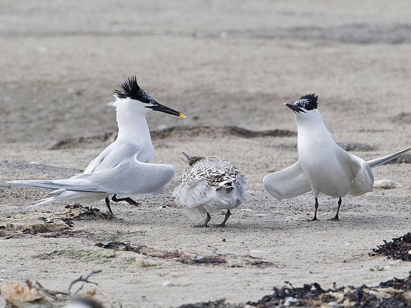 Sterna sandvicensis Sandwich Tern Grote Stern